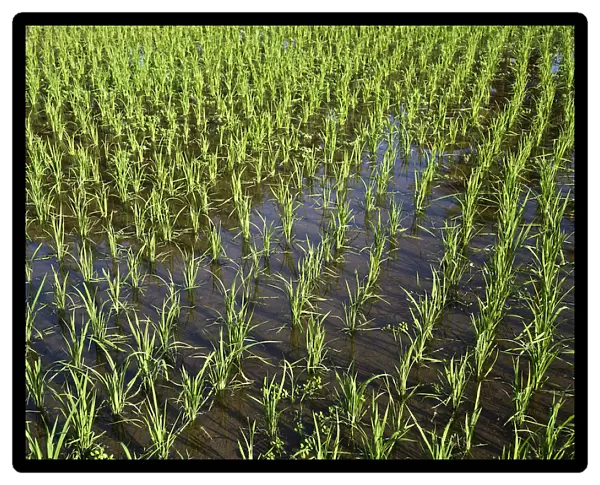 Rice paddy, Langkawi, Langkawi, Sultanat Kedah, Malaysia