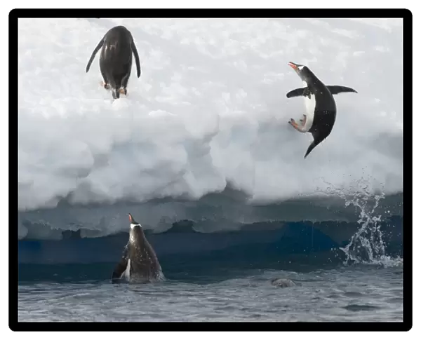 Gentoo Penguins -Pygoscelis papua- jumping out of the water onto an ice floe, Antarctic Peninsula, Antarctica