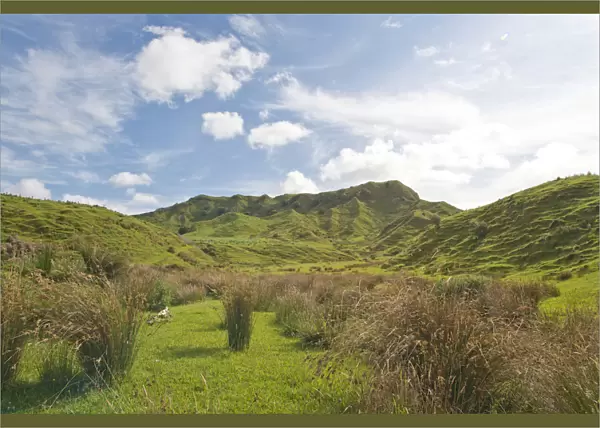 Landscape with green hills and rushes, Coromandel, Coromandel Peninsula, North Island, New Zealand