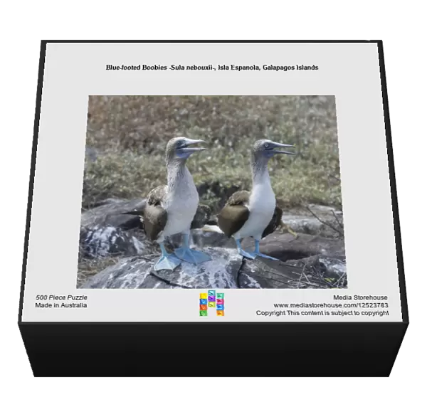 Blue-footed Boobies -Sula nebouxii-, Isla Espanola, Galapagos Islands