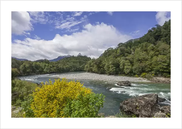 River and flowering gorse, Carretera Austral, Cisnes, Aysen Province, Chile