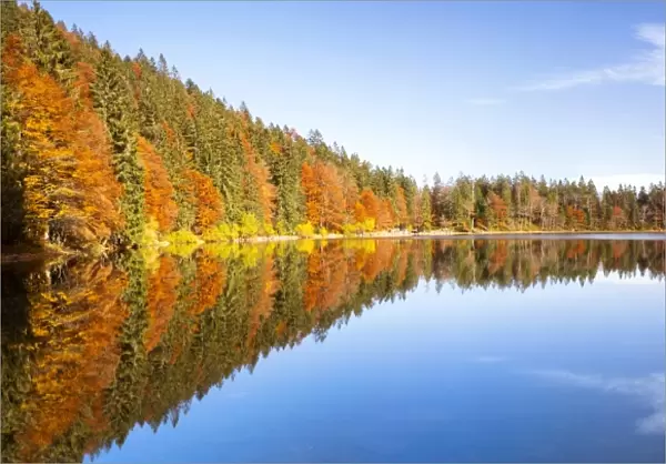 Autumn at Feldsee Lake with reflections near Mt Feldberg, Black Forest, Germany, Europe