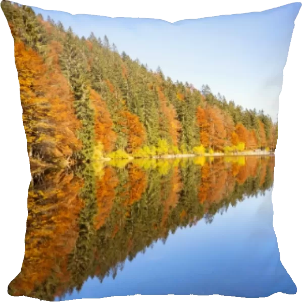 Autumn at Feldsee Lake with reflections near Mt Feldberg, Black Forest, Germany, Europe