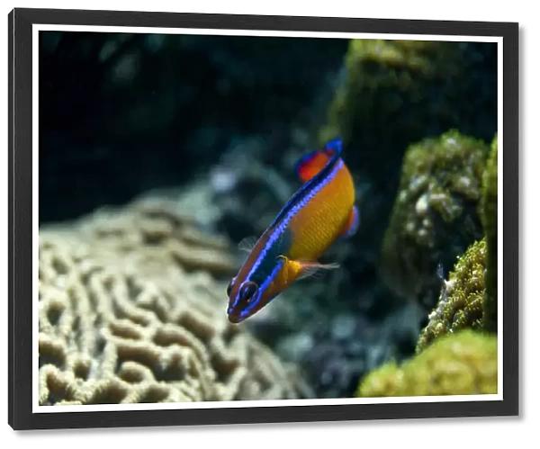 Neon Dottyback -Pseudochromis aldabraensis-, blenny, Gulf of Oman, Oman