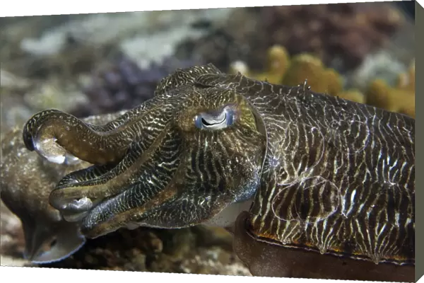 Pharaoh Cuttlefish -Sepia pharaonis-, Gulf of Oman, Oman