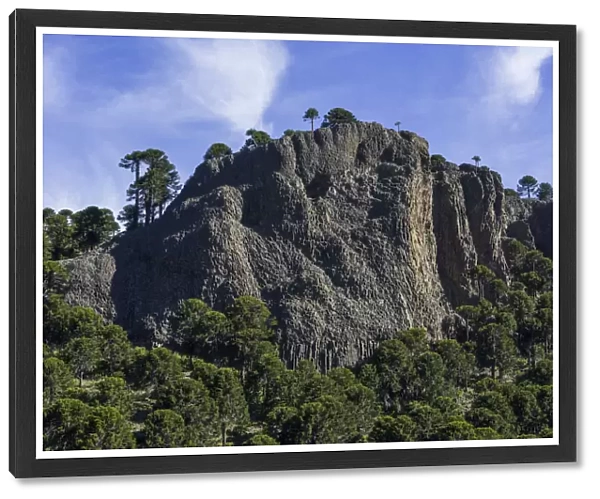 Monkey puzzle trees -Araucaria araucana- and basalt rocks, Neuquen Province, Argentina