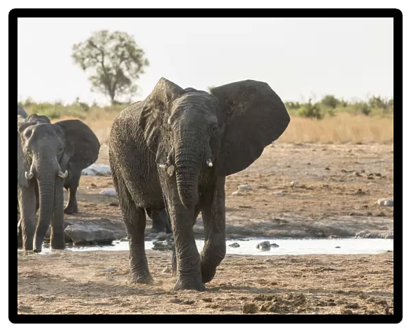 African Bush Elephants -Loxodonta africana-, Khaudum National Park, Namibia, Africa