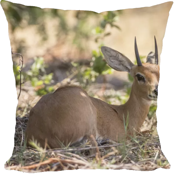 Steenbok -Raphicerus campestris-, Bwabwata National Park, Caprivi Strip, Namibia, Africa
