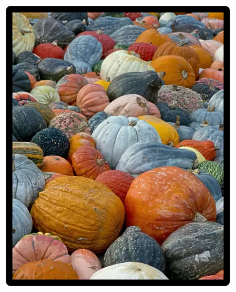 Different varieties of pumpkins, squashes and gourds -Cucurbita pepo-, Baden-Wuerttemberg, Germany, Europe