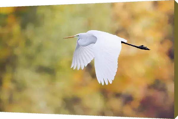 Great Egret -Ardea alba- in flight, North Hesse, Hesse, Germany