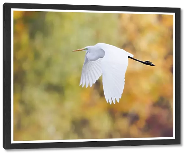 Great Egret -Ardea alba- in flight, North Hesse, Hesse, Germany