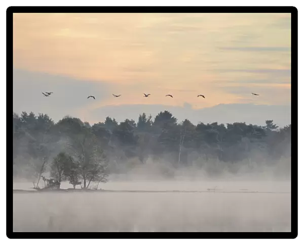 Cranes -Grus grus- flying over wetlands in the morning, Tiste Bauernmoor, Burgsittensen, Lower Saxony, Germany