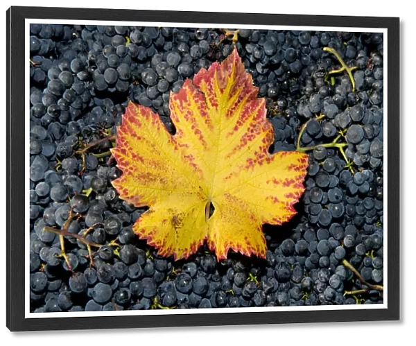 Vine leaf with autumn colours on grapes, Baden-Wurttemberg, Germany