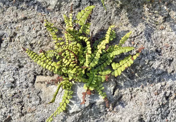 Maidenhair Spleenwort -Asplenum trichomanes-, Lombardy, Italy