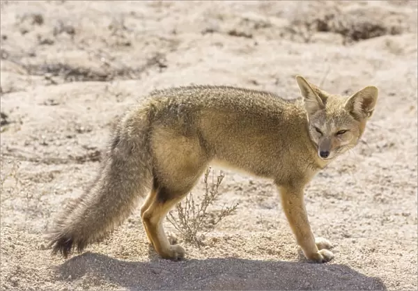 Andean Fox or Culpeo -Lycalopex culpaeus-, Atacama Region, Chile