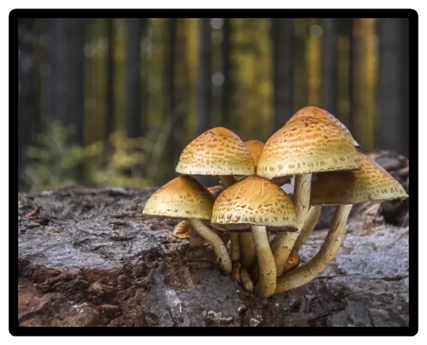 Golden Scalycap -Pholiota aurivellus- on the trunk of a beech, Thuringia, Germany