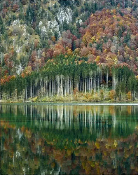 Autumn forest with its reflection in Almsee lake, Gruenau im Almtal, Upper Austria, Austria