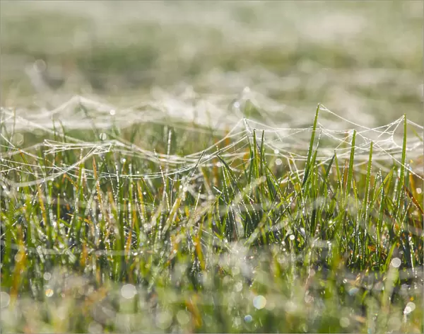 Spider webs on blades of grass wet with dew, Riesa, Saxony, Germany