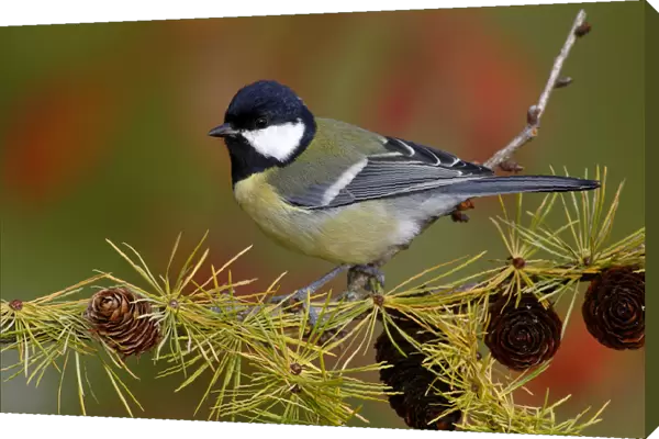 Great Tit -Parus major-, male, perched on the branch of a larch tree in autumn, Neunkirchen, Siegerland, North Rhine-Westphalia, Germany