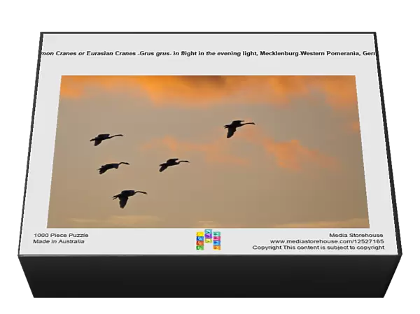 Common Cranes or Eurasian Cranes -Grus grus- in flight in the evening light, Mecklenburg-Western Pomerania, Germany