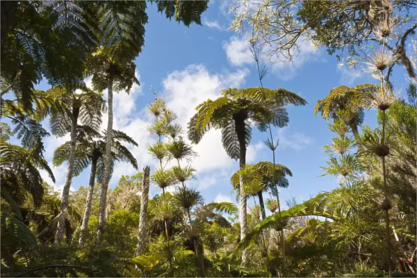 Forest with Tree Ferns -Cyatheales- and bamboo, Plaine des Chicots, Reunion National Park, La Reunion, Reunion, France