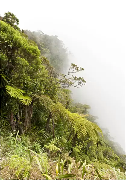 Tree Ferns -Cyatheales- in fog, on the steep slope of the ravine of Le Trou de Fer, Foret de Belouve, Reunion National Park, near Hell-Bourg, La Reunion, Reunion, France