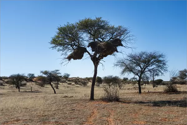 Camel Thorn Tree -Acacia erioloba- with nests of the Sociable Weaver -Philetairus socius-, Kalahari Desert, Namibia
