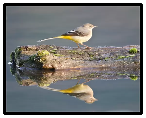 Grey Wagtail -Motacilla cinerea- perched on dead wood reflected in the water, Hesse, Germany