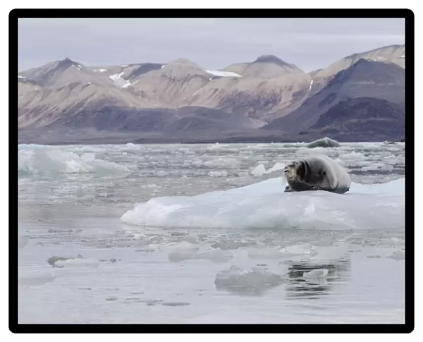 Bearded Seal -Erignathus barbatus- in Fjortende Julibreen, Fjortende Julibukta, Spitsbergen Island, Svalbard Archipelago, Svalbard and Jan Mayen, Norway