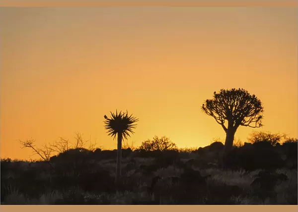 Quiver Trees or Kokerbaum -Aloe dichotoma-, at sunset, near Keetmanshoop, Namibia