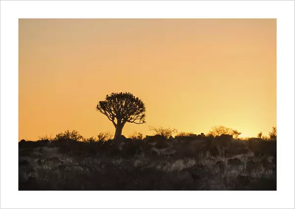Quiver Tree or Kokerbaum -Aloe dichotoma-, at sunset, near Keetmanshoop, Namibia