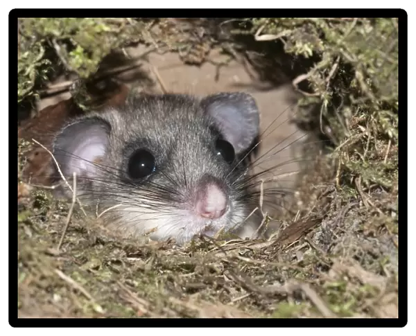 Dormouse -Glis glis-, looking out from like the nest of a dipper, Untergroeningen, Baden-Wuerttemberg, Germany, Europe