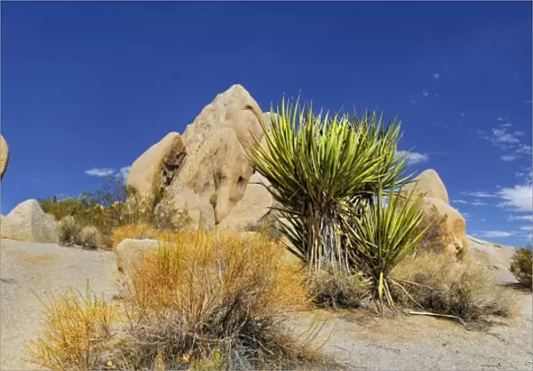 Huge granite rocks of Split Rocks and green Mojave Yucca or Spanish Dagger -Yucca schidigera-, Joshua Tree National Park, Desert Center, California, USA