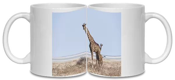 GGiraffe -Giraffa camelopardis- with young standing in the dry grass land, Etosha Pan, Etosha National Park, Namibia