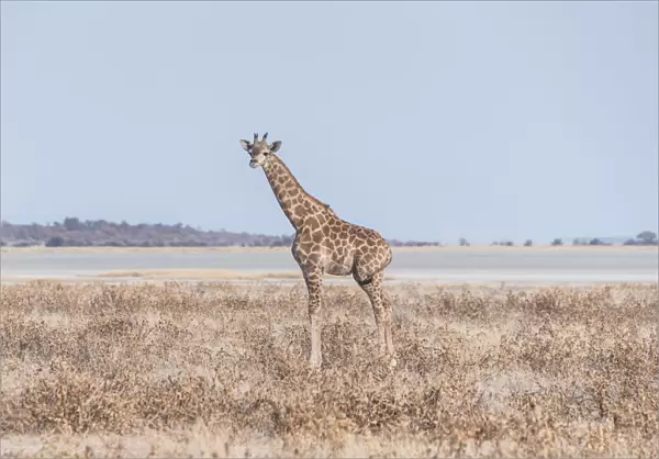 Young Giraffe -Giraffa camelopardis- in the dry grasslands, in the back the Etosha Pan, Etosha National Park, Namibia
