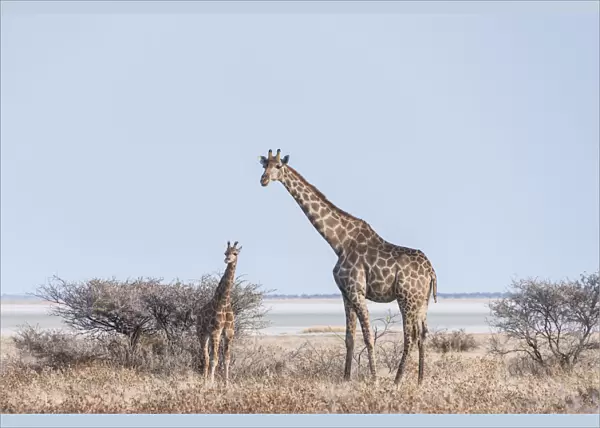 Giraffe -Giraffa camelopardis- with young standing next to bushes, Etosha Pan, Etosha National Park, Namibia