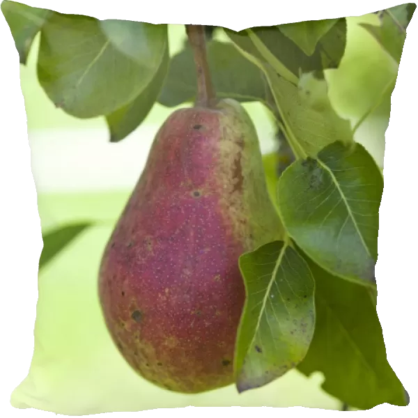 Organic pear on the tree, close-up
