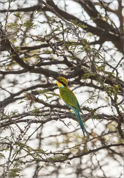 Blue-cheeked Bee-eater -Merops persicus- perched on a dry acacia tree, Etosha National Park, Namibia