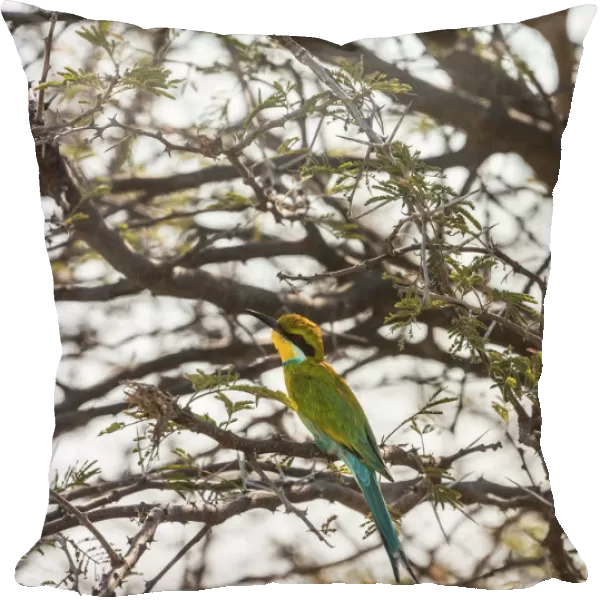 Blue-cheeked Bee-eater -Merops persicus- perched on a dry acacia tree, Etosha National Park, Namibia