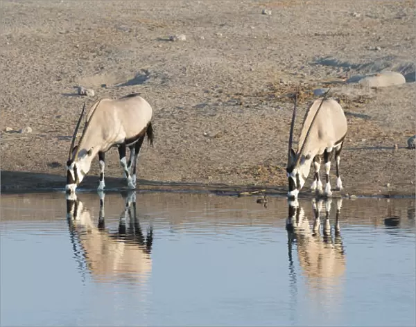 Gemsboks -Oryx gazella- drinking at the Chudop waterhole, Etosha National Park, Namibia