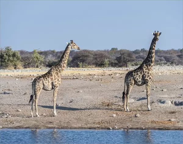 Two Giraffes -Giraffa camelopardis- at the waterhole of Chudop, Etosha National Park, Namibia