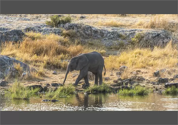Young African Elephant -Loxodonta africana- drinking at the Nuamses waterhole, Etosha National Park, Namibia