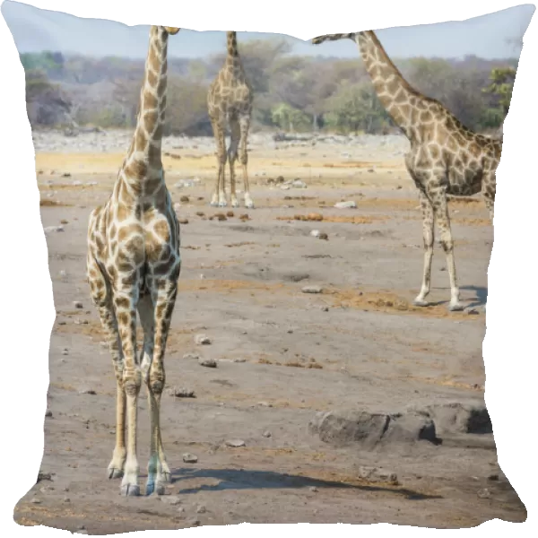 Giraffes -Giraffa camelopardis- at the Chudob waterhole, Etosha National Park, Namibia