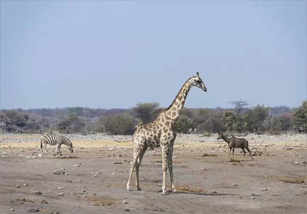 Giraffe -Giraffa camelopardalis- and Burchells Zebra -Equus burchellii- at the Chudob waterhole, Etosha National Park, Namibia