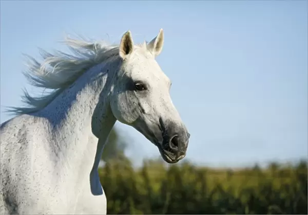 Grey Thuringian Warmblood mare, portrait, galloping