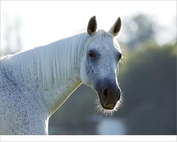 Grey Thuringian Warmblood- mare, portrait with backlighting