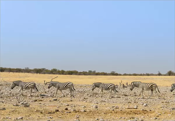 Burchells Zebras -Equus burchellii-, Etosha National Park, Namibia