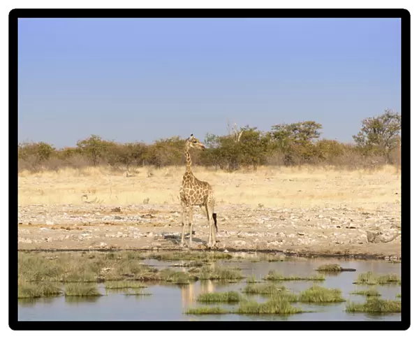 Giraffe -Giraffa camelopardalis- at a waterhole, Etosha National Park, Namibia