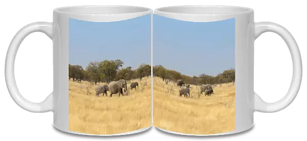 African elephants -Loxodonta africana-, Etosha National Park, Namibia