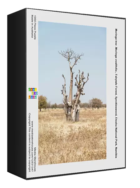 Moringa tree -Moringa ovalifolia-, Fairytale Forest, Sprokieswood, Etosha National Park, Namibia